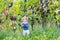 Baby girl picking fresh ripe grapes in vine yard