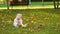 Baby girl in pink clothes sits on green grass in pictorial city park and playing with yellow fallen leaves from trees in autumn