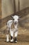 Baby goat