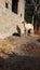 Baby Goat and baby bull sitting and standing together