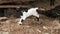Baby goat is dancing and playing on the farm, young cute goatling fooling around, slow motion