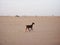 Baby goat in desert