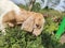 Baby goat eating grass in the nature outdoor with good scenery in summer