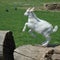 Baby Goat jumping