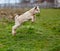 Baby goat jumping