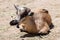 Baby Goat Laying in the Sunshine