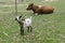 Baby goat looking at the camera and brown cow resting in the grass