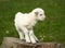 Baby goat on a rock
