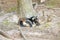 Baby goat sleeping near tree