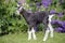 Baby Goat standing in garden