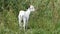 The baby goat standing in grass in summer