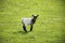 Baby goat standing on green grass with daisy flowers. Looking little lamb