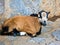 Baby goat taking a rest near sheepfold