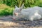 baby goat was walking along the street, lying down and resting on the road