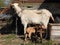 Baby goats drinking motherÂ´s milk