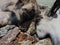 Baby goats investigating a rotten log