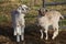 Baby goats standing near gate