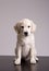 Baby Golden Retriever Portrait