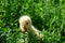 Baby goose eats green juicy grass on lawn.