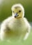 Baby Goose Gosling