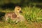 Baby goose in grass