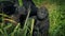 Baby Gorilla Clings To Mother