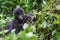 Baby gorilla in Congo rainforest