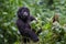 Baby gorilla in Congo rainforest