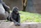 Baby gorilla making faces and sitting close to mom