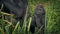 Baby gorilla by mother eating foliage