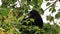 A baby gorilla sits on a tree and chews on vegetation