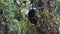 A baby gorilla sits on a tree and chews on vegetation