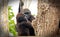 Baby Gorillas hanging onto a rope while embracing