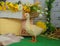 Baby gosling in Easter studio decoration