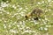 Baby Gosling Pecking For Food On The Ground Amongst A Sea Of Daisies