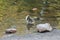 Baby Gosling Standing in Lake Itching Itself