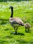 Baby gosling walks with mom