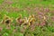 Baby goslings in spring grass