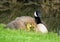 Baby Goslings Under the Wing of a Canada Goose