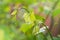 Baby Grapes. Closeup of view in beginning stage. Green flowers.