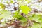 Baby Grapes. Closeup of view in beginning stage. Green flowers.