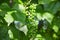 Baby Grapes. Closeup of view in beginning stage. Green flowers.