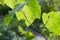 Baby Grapes. Closeup of view in beginning stage. Green flowers.