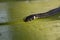 The baby grass snake Natrix natrix also known as ringed snake or water snake. Selective focus, shallow depth of field