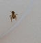 A baby grass spider on a white background