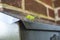 Baby grasshopper on a black mailbox