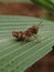 Baby Grasshopper On A Leaf