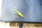 Baby grasshopper on a mailbox
