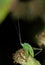 Baby grasshopper takes a bow
