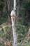 Baby Gray Langur on a Tree